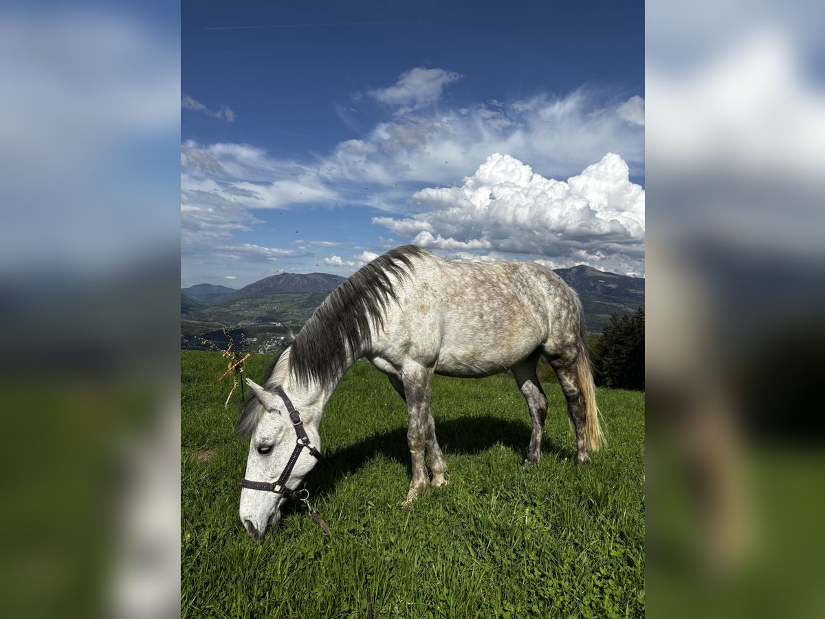 Weitere Ponys/Kleinpferde Mix Stute 9 Jahre 144 cm Apfelschimmel in Berchtesgaden