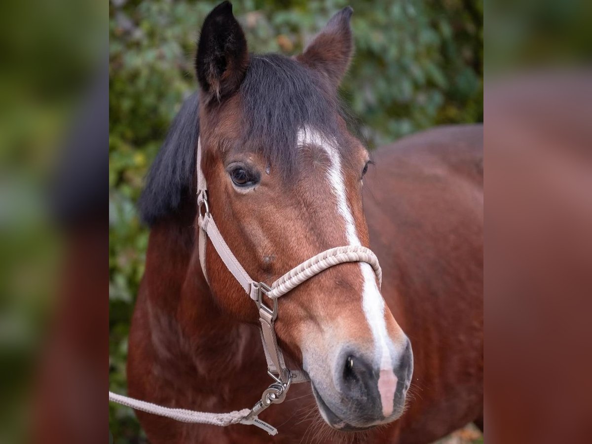 Weitere Ponys/Kleinpferde Stute 9 Jahre 148 cm Brauner in Dortmund