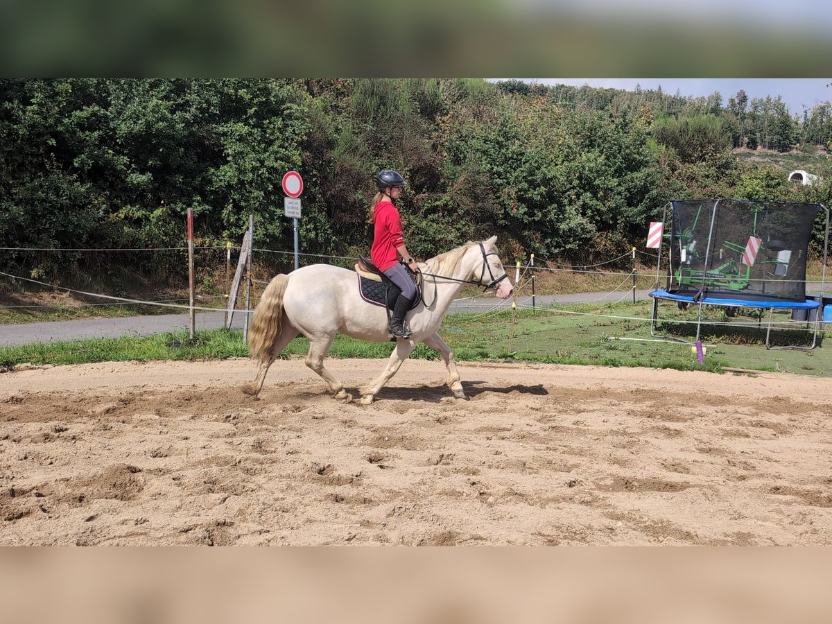 Weitere Ponys/Kleinpferde Stute 9 Jahre 149 cm Cremello in Morsbach