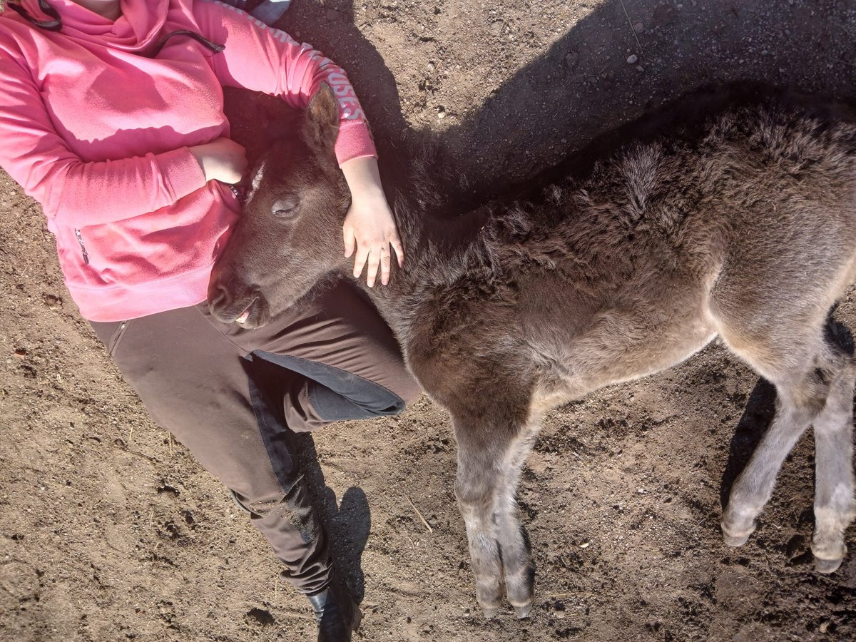 Weitere Ponys/Kleinpferde Stute  100 cm Rappe in Perlesreut