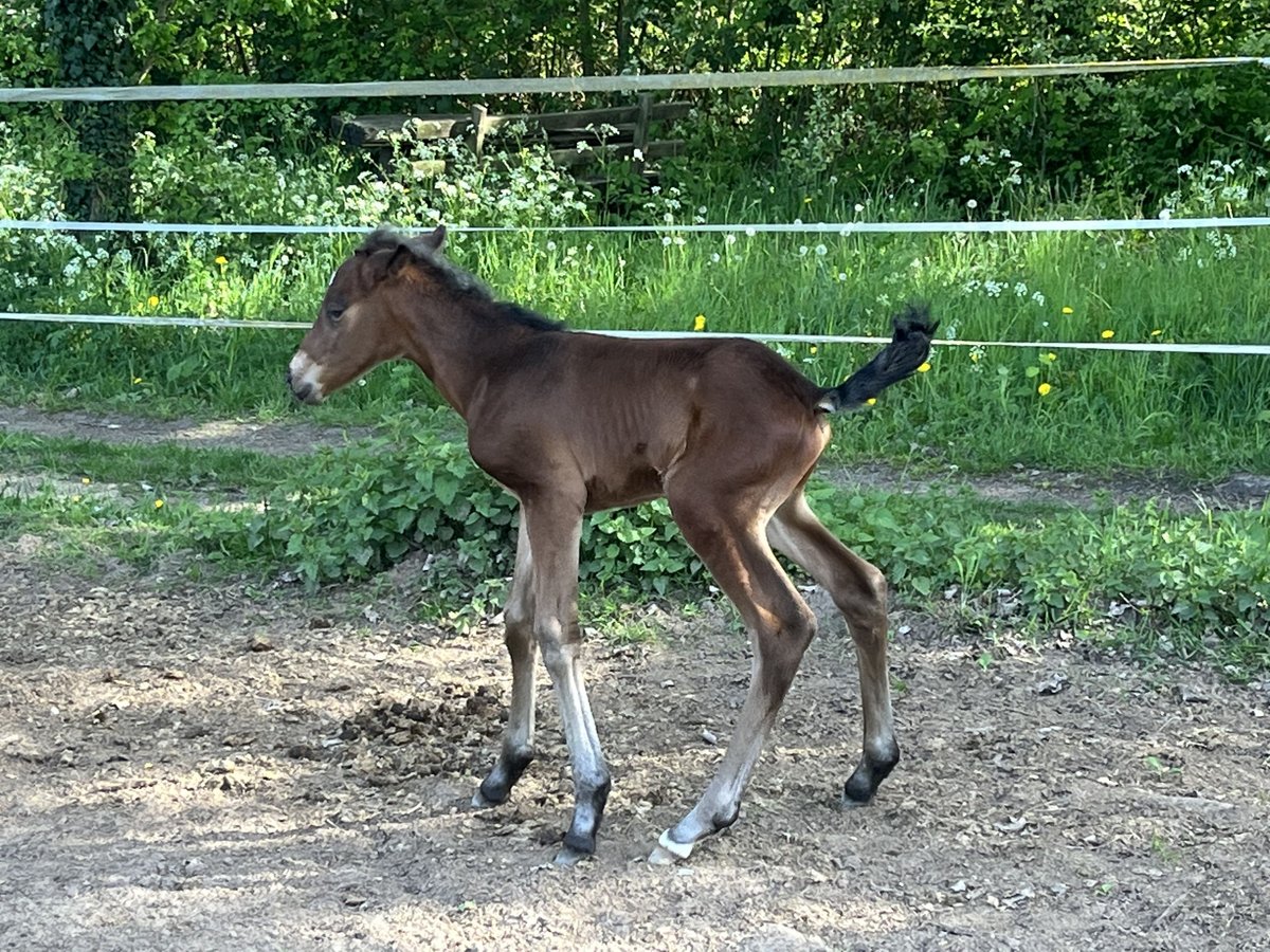 Weitere Ponys/Kleinpferde Mix Stute  155 cm Brauner in M&#xFC;hltalM&#xFC;hltal