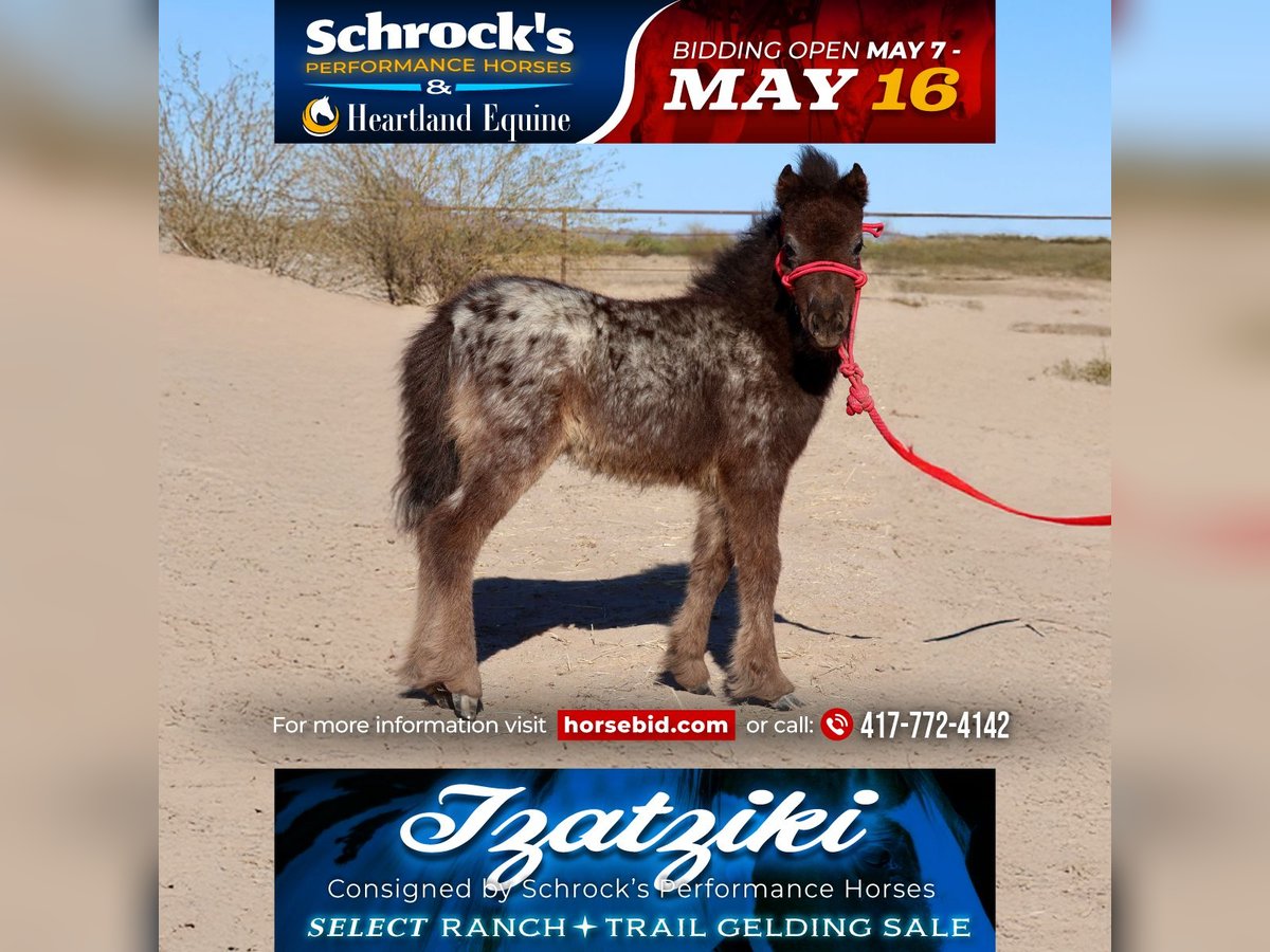 Weitere Ponys/Kleinpferde Stute  66 cm in Buckeye, AZ