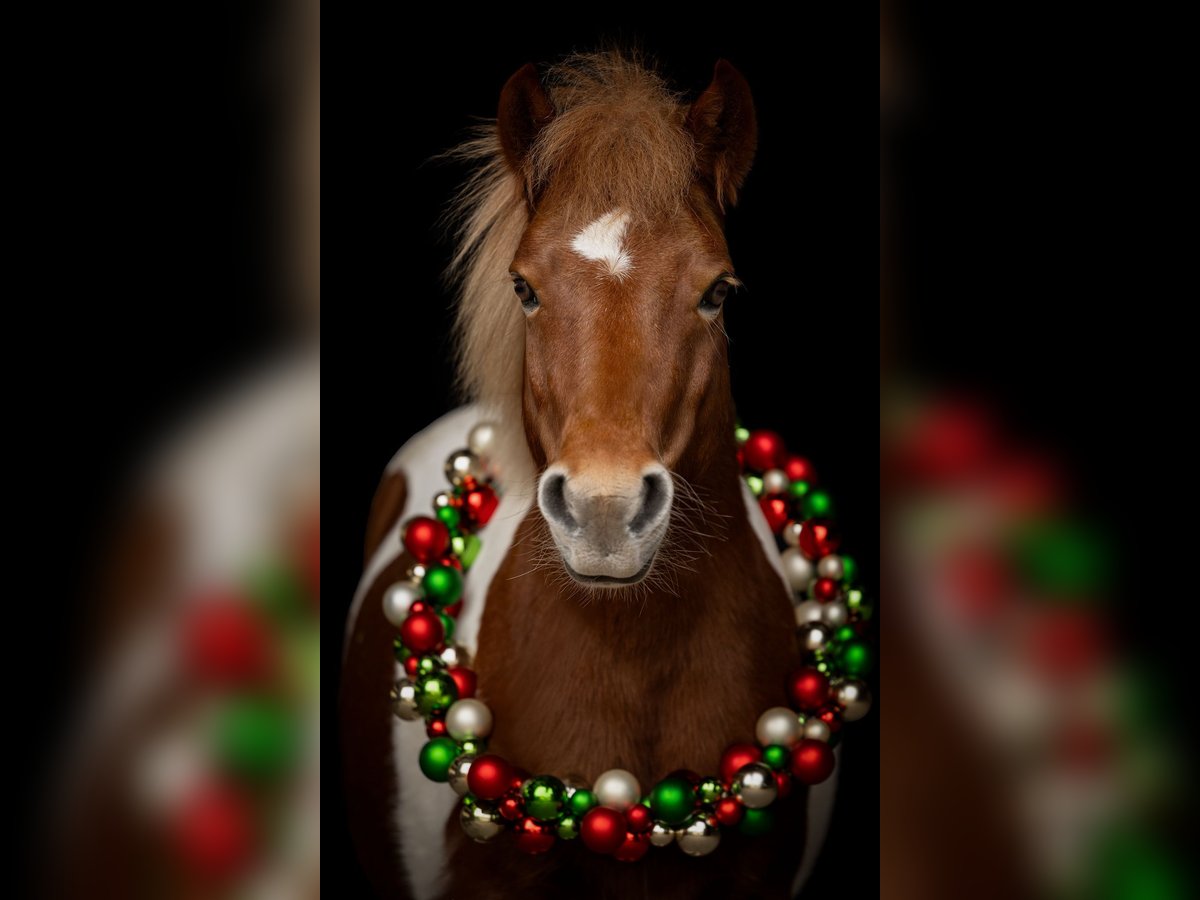 Weitere Ponys/Kleinpferde Wallach 10 Jahre 111 cm Schecke in Mannheim