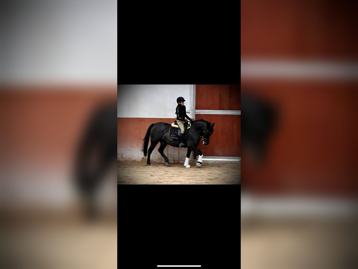 Weitere Ponys/Kleinpferde Wallach 10 Jahre 143 cm Rappe in &#x141;o&#x15B;