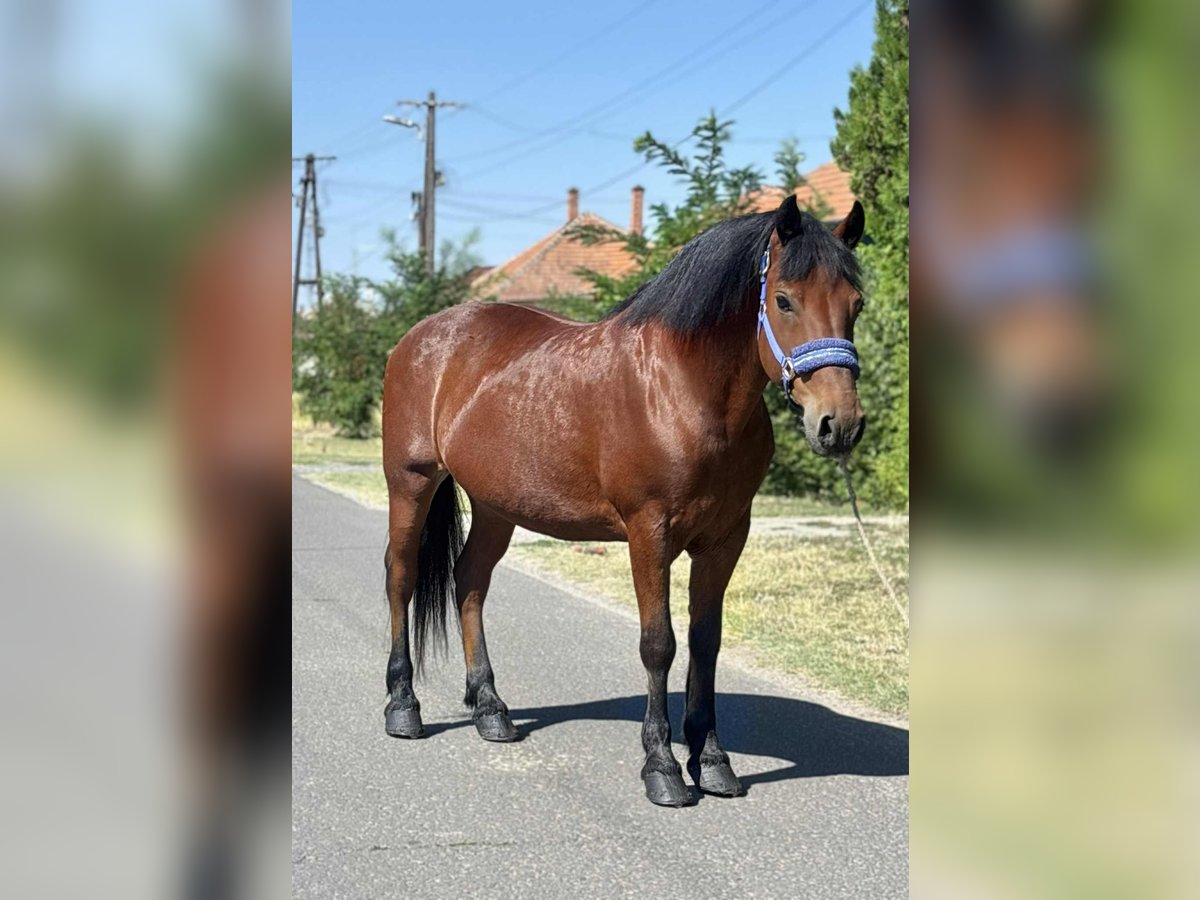 Weitere Ponys/Kleinpferde Wallach 10 Jahre 151 cm Brauner in B&#xE9;k&#xE9;s