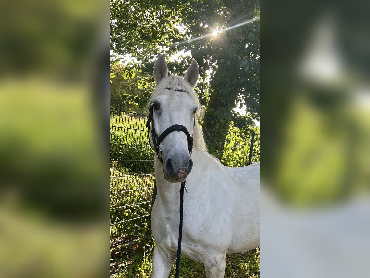 Weitere Ponys/Kleinpferde Mix Wallach 10 Jahre 154 cm Schimmel in Osterwald
