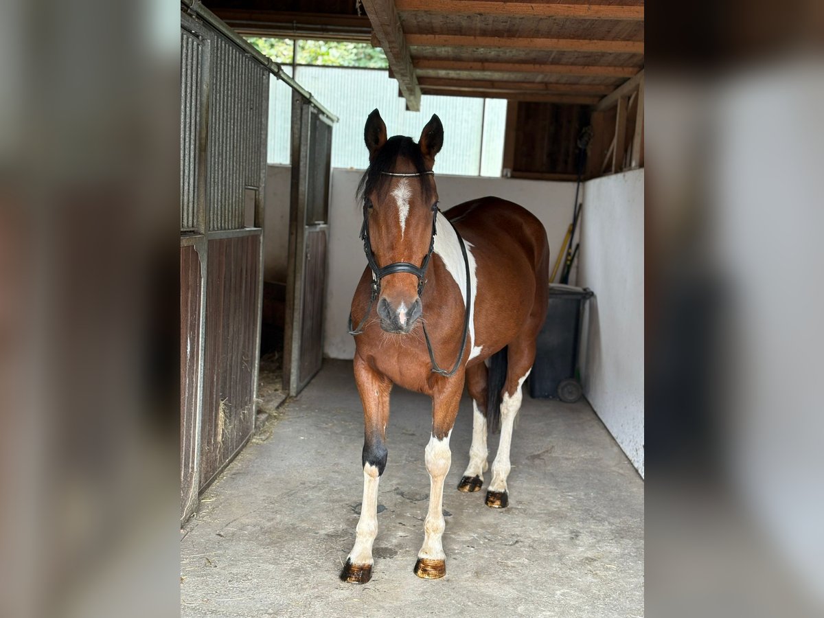 Weitere Ponys/Kleinpferde Wallach 10 Jahre 155 cm Schecke in Gummern
