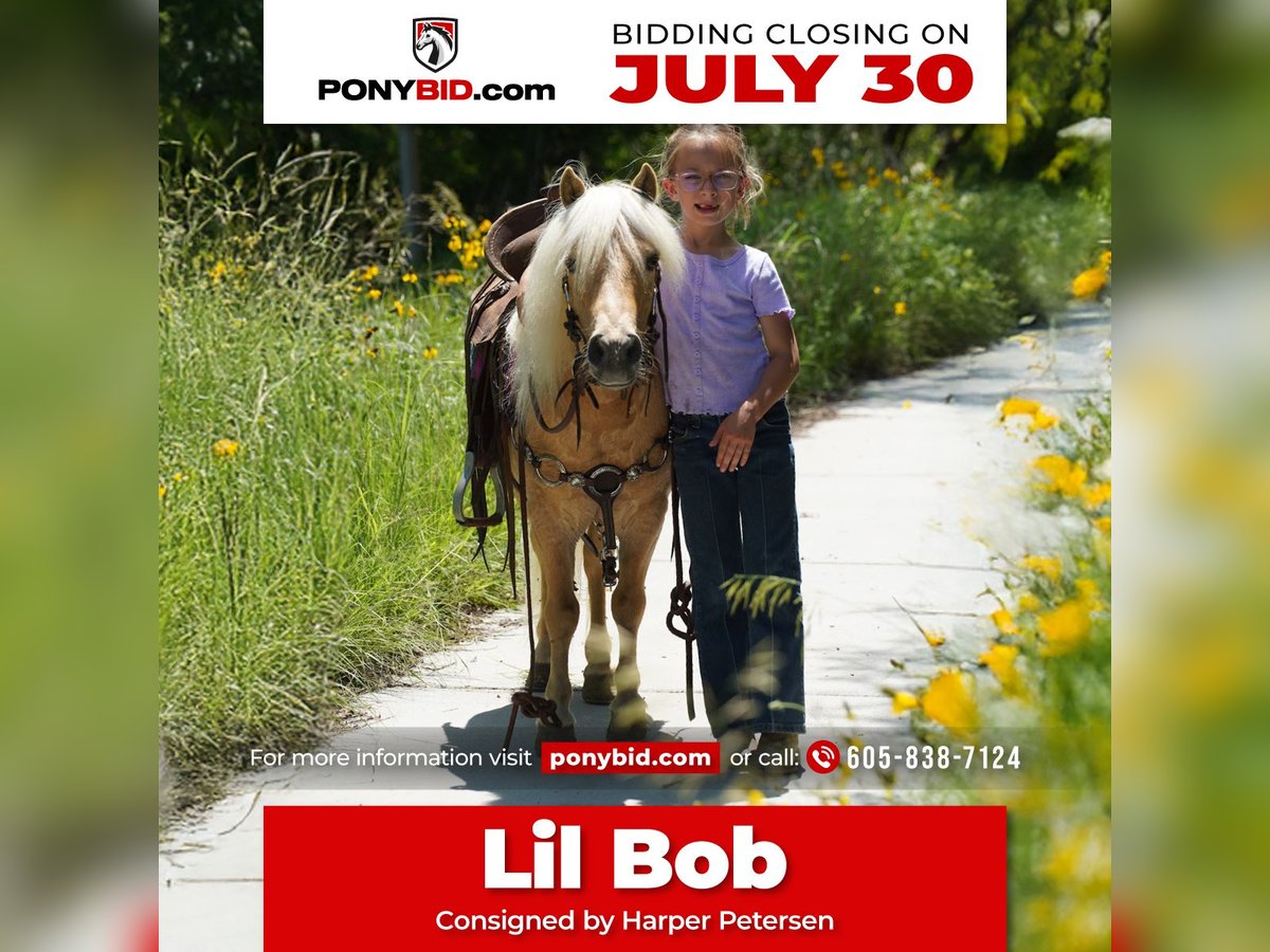 Weitere Ponys/Kleinpferde Wallach 10 Jahre 81 cm Palomino in Corsica, SD