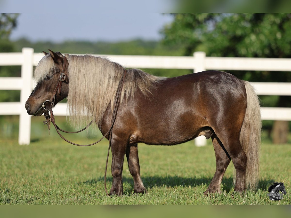 Weitere Ponys/Kleinpferde Wallach 10 Jahre 89 cm Palomino in Sedalia, MO