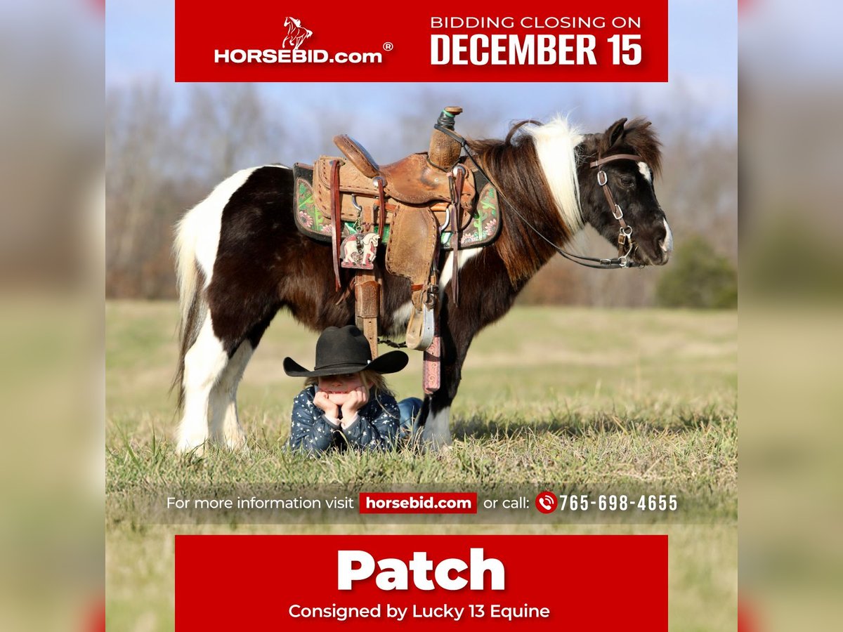 Weitere Ponys/Kleinpferde Wallach 10 Jahre 91 cm Schecke in Mount Vernon