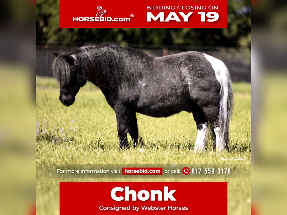 Weitere Ponys/Kleinpferde Wallach 11 Jahre 104 cm in Weatherford, TX