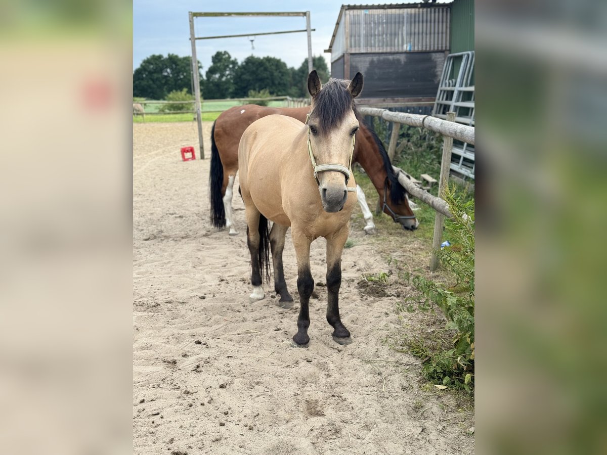 Weitere Ponys/Kleinpferde Wallach 11 Jahre 134 cm Buckskin in Norderw&#xF6;hrden