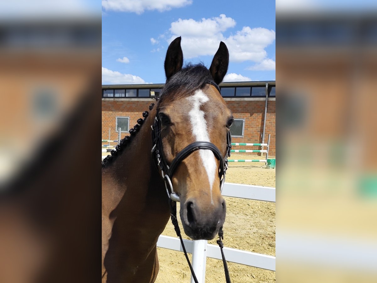 Weitere Ponys/Kleinpferde Wallach 11 Jahre 135 cm Brauner in Bad Laer