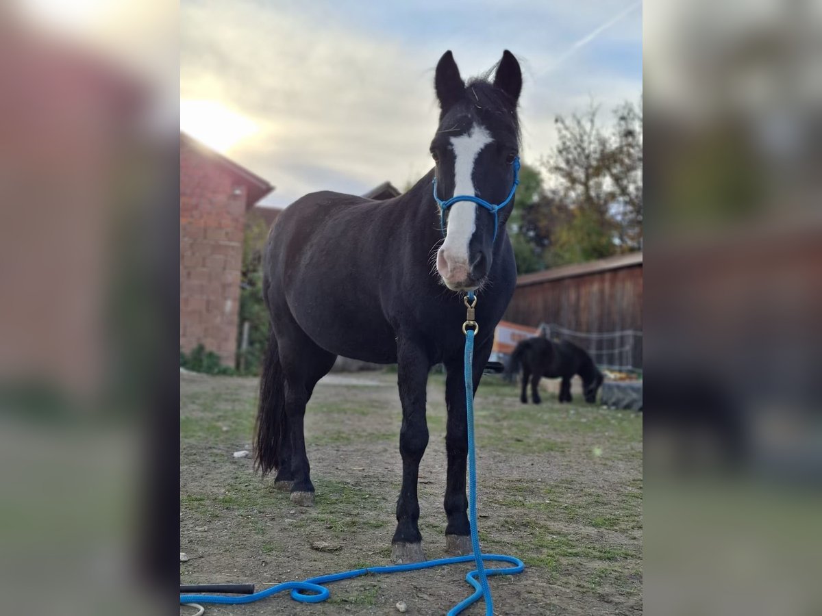Weitere Ponys/Kleinpferde Wallach 11 Jahre 140 cm Rappe in Bad F&#xFC;ssing