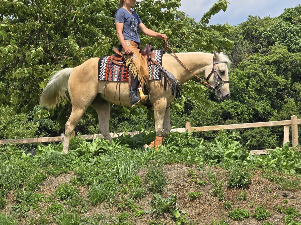 Weitere Ponys/Kleinpferde Wallach 11 Jahre 148 cm Palomino in Linkenbach