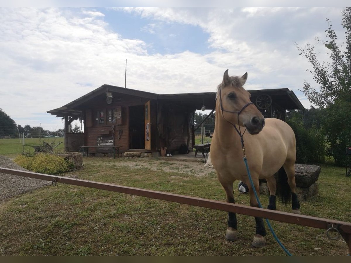 Weitere Ponys/Kleinpferde Wallach 12 Jahre 143 cm Falbe in Ellwangen (Jagst)