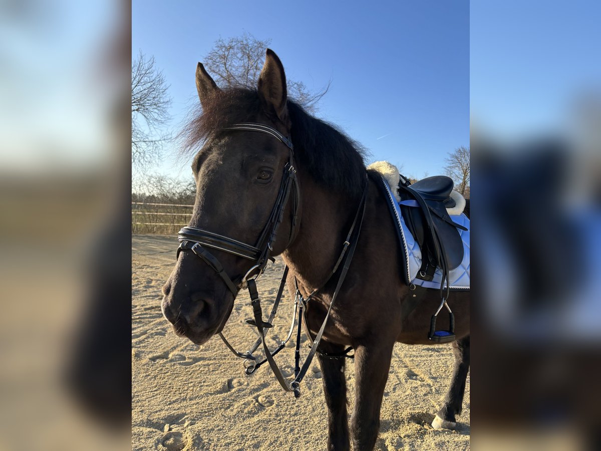 Weitere Ponys/Kleinpferde Wallach 12 Jahre 150 cm Rappe in Massing
