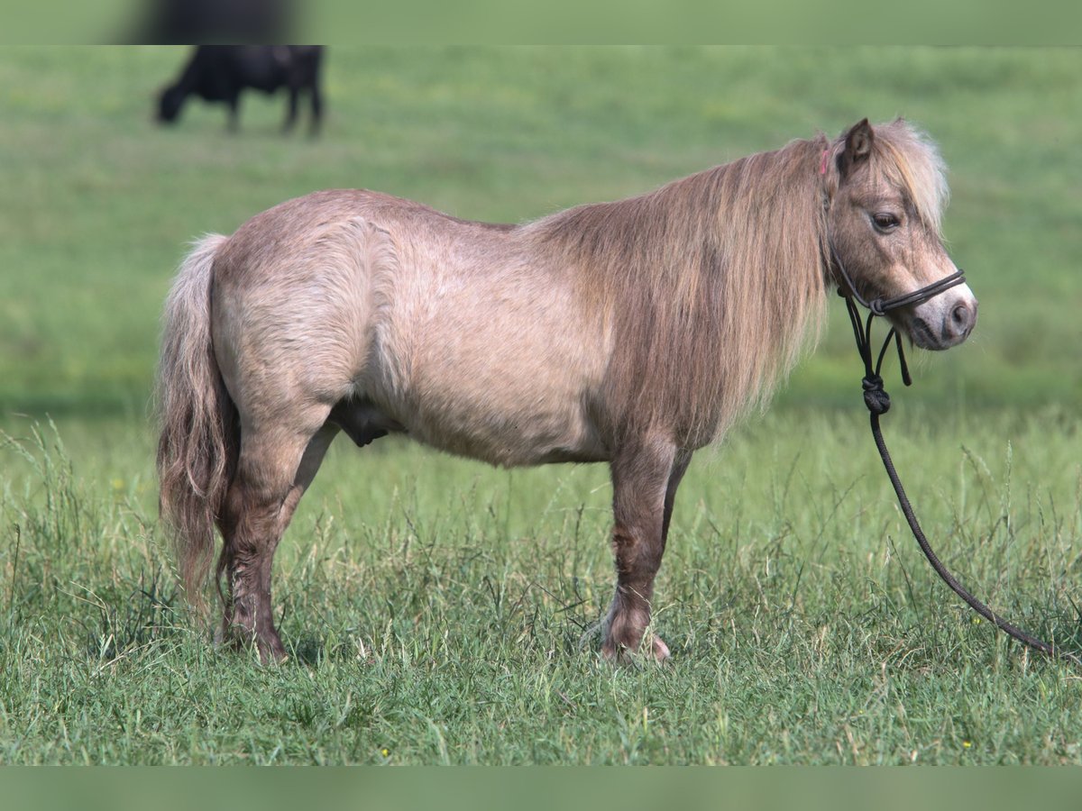 Weitere Ponys/Kleinpferde Wallach 12 Jahre 79 cm in Carthage, TX