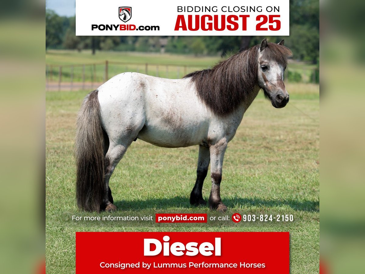 Weitere Ponys/Kleinpferde Wallach 12 Jahre 91 cm Roan-Blue in Bloomburg