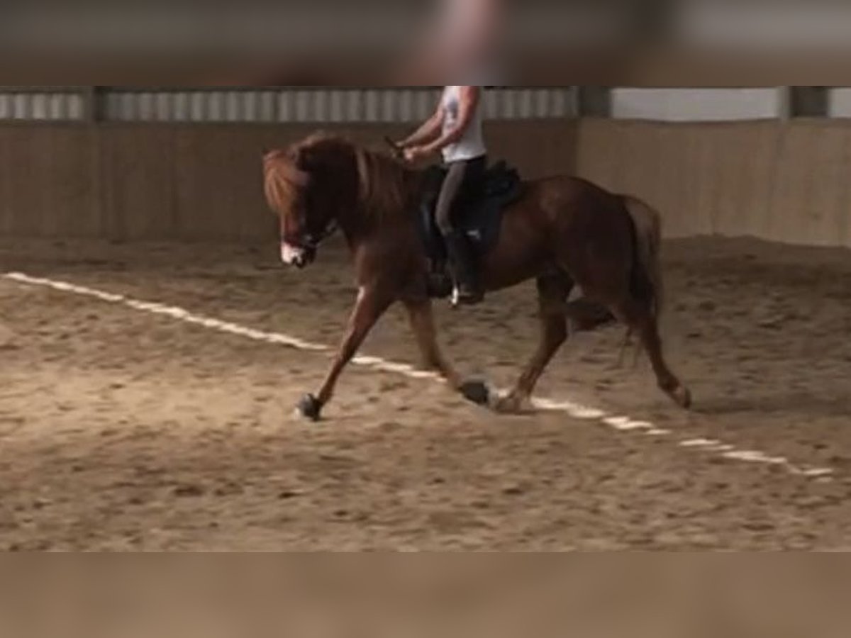 Weitere Ponys/Kleinpferde Wallach 12 Jahre Dunkelfuchs in Zwettl Stift Weitere Ponys/Kleinpferde Wallach 12 Jahre Dunkelfuchs in Zwettl Stift