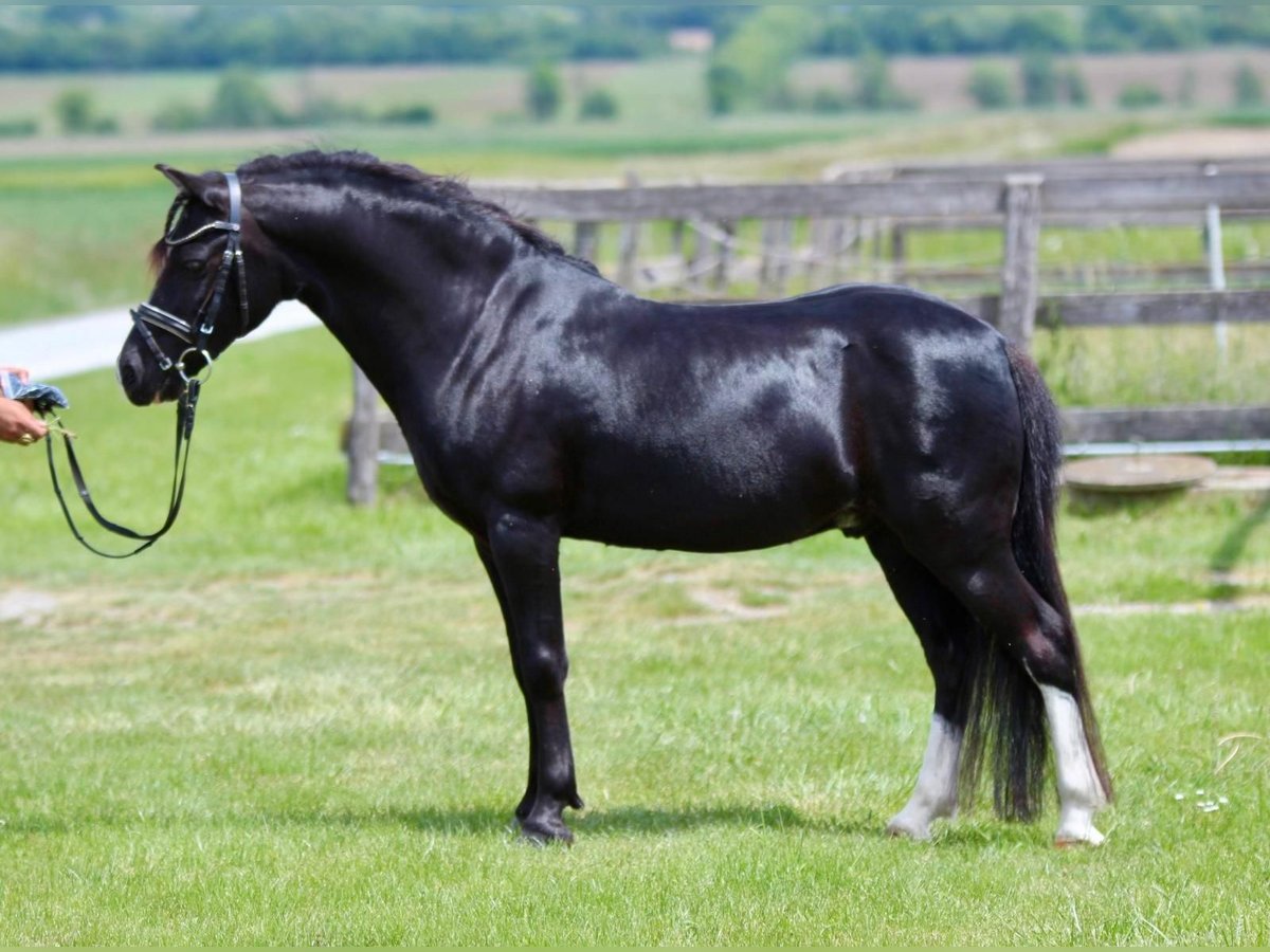 Weitere Ponys/Kleinpferde Wallach 13 Jahre 126 cm Rappe in Rechnitz
