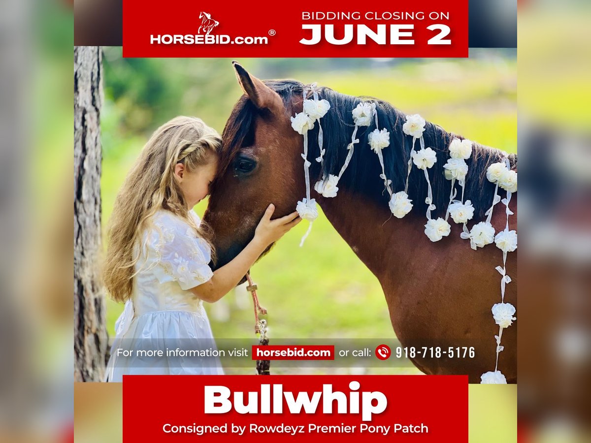 Weitere Ponys/Kleinpferde Wallach 13 Jahre 127 cm Rotbrauner in Wilburton, OK