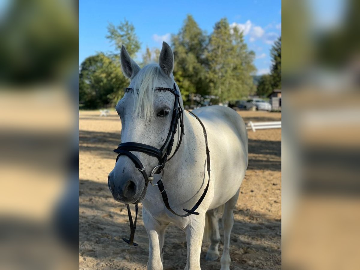 Weitere Ponys/Kleinpferde Wallach 13 Jahre 135 cm Fliegenschimmel in Zeiselmauer