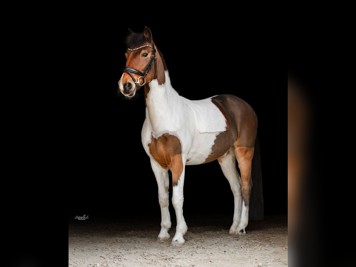 Weitere Ponys/Kleinpferde Wallach 13 Jahre 137 cm Schecke in Kufstein