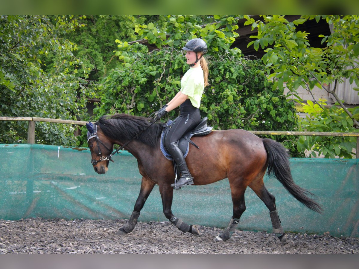 Weitere Ponys/Kleinpferde Mix Wallach 13 Jahre 140 cm Brauner in Wachtberg