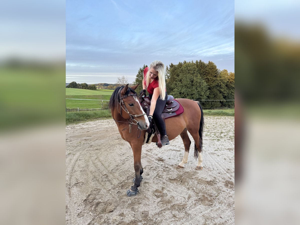 Weitere Ponys/Kleinpferde Wallach 13 Jahre 143 cm in Sch&#xF6;llnach