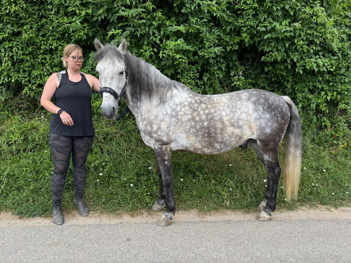 Weitere Ponys/Kleinpferde Mix Wallach 13 Jahre 148 cm Apfelschimmel in Adlkofen