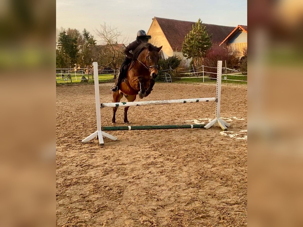 Weitere Ponys/Kleinpferde Mix Wallach 13 Jahre 158 cm Dunkelbrauner in Dischingen-Hofen
