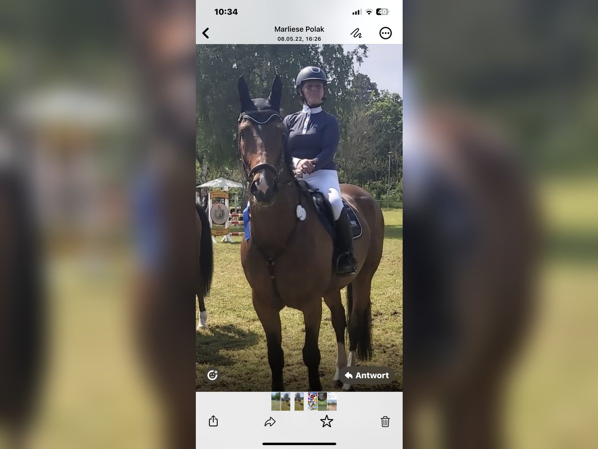 Weitere Ponys/Kleinpferde Wallach 13 Jahre 176 cm Dunkelbrauner in Dielheim