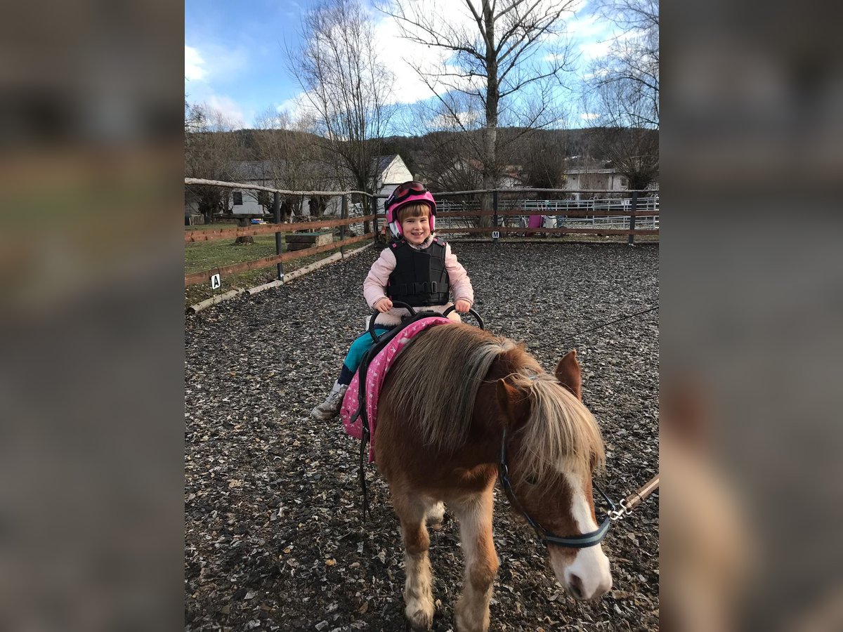 Weitere Ponys/Kleinpferde Wallach 14 Jahre 115 cm Fuchs in Frohsdorf