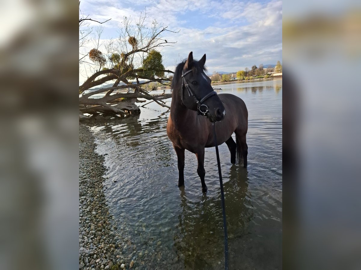 Weitere Ponys/Kleinpferde Wallach 14 Jahre 135 cm in Deggendorf