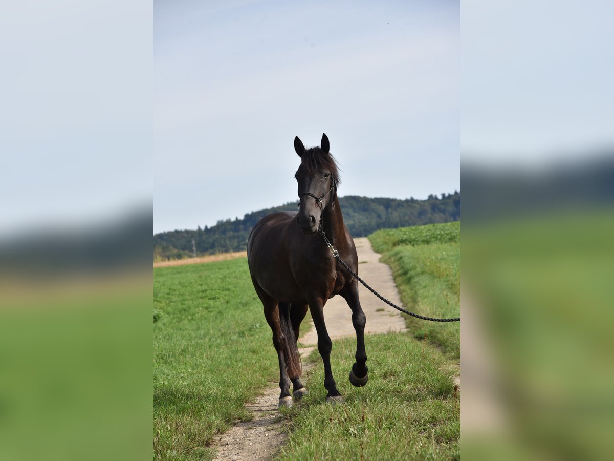 Weitere Ponys/Kleinpferde Mix Wallach 14 Jahre 151 cm Schwarzbrauner in Urtenen-Sch&#xF6;nb&#xFC;hl