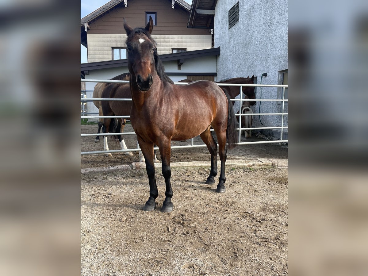 Weitere Ponys/Kleinpferde Mix Wallach 14 Jahre 155 cm Dunkelbrauner in Moosdorf