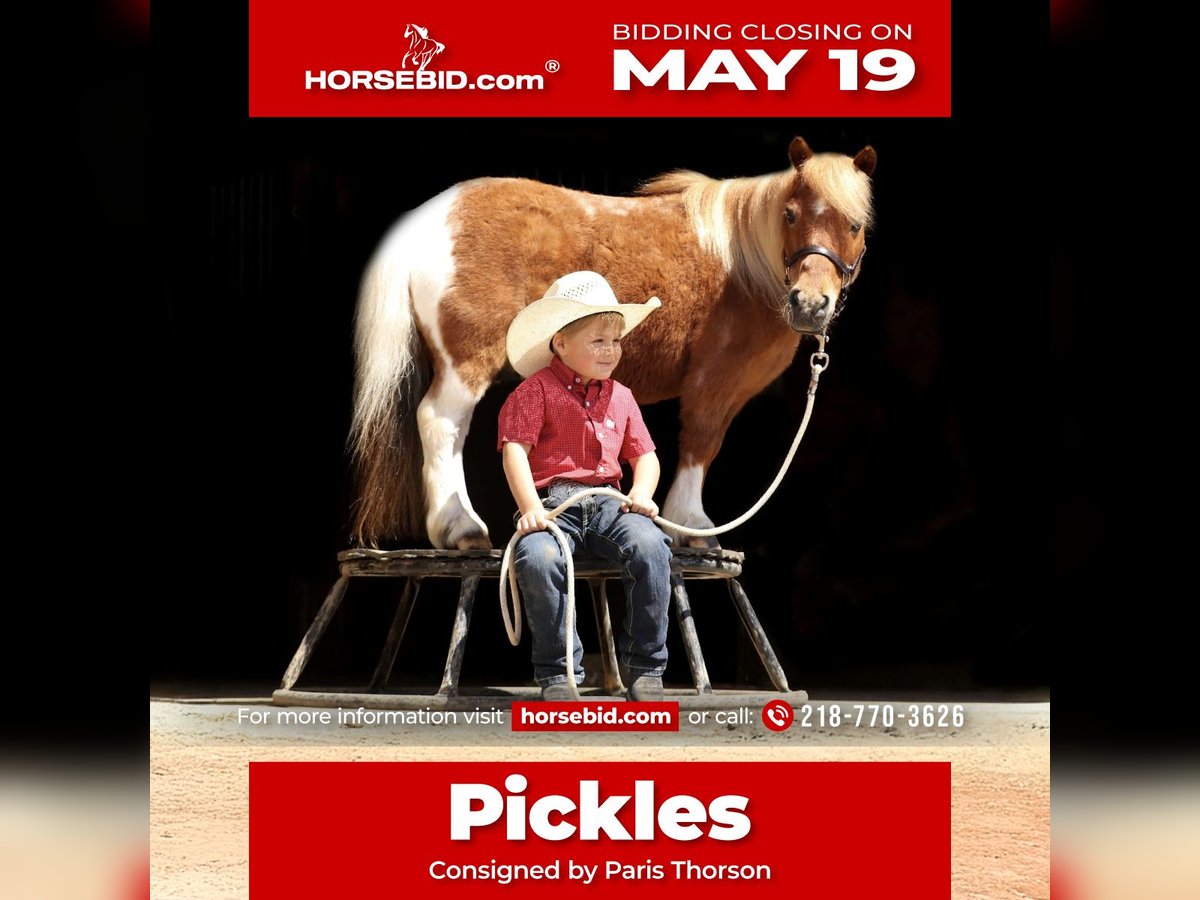 Weitere Ponys/Kleinpferde Wallach 14 Jahre 91 cm in Nevis, MN