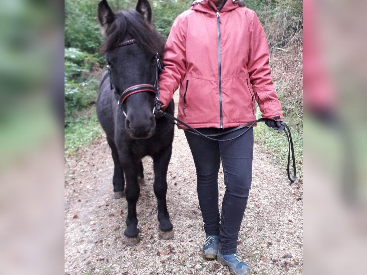 Weitere Ponys/Kleinpferde Mix Wallach 14 Jahre in Esslingen am Neckar Weitere Ponys/Kleinpferde Mix Wallach 14 Jahre in Esslingen am Neckar