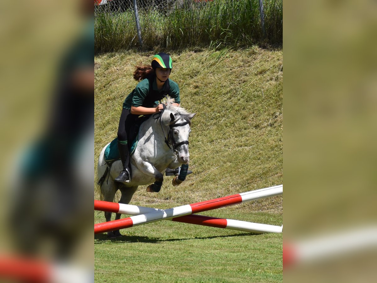 Weitere Ponys/Kleinpferde Wallach 15 Jahre 109 cm Tigerschecke in Wila
