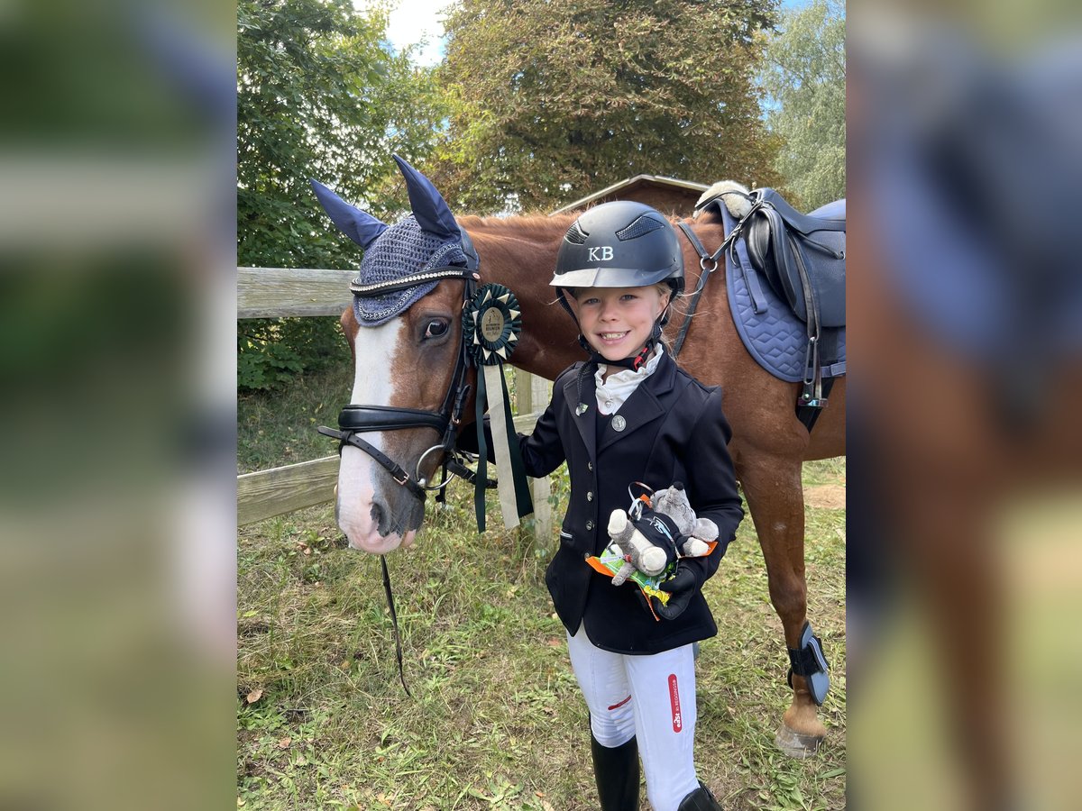 Weitere Ponys/Kleinpferde Wallach 15 Jahre 140 cm Fuchs in Walldorf