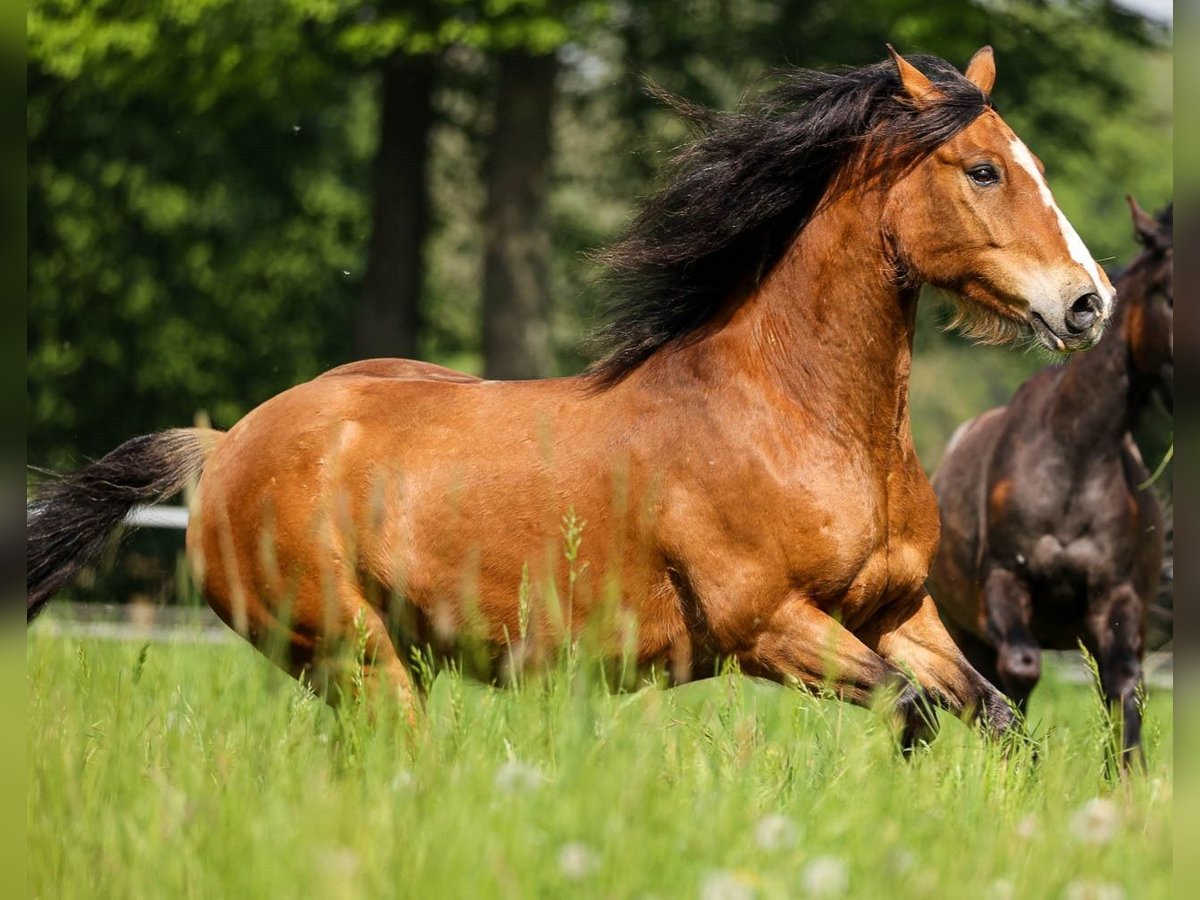 Weitere Ponys/Kleinpferde Wallach 15 Jahre 148 cm Brauner in Recklinghausen