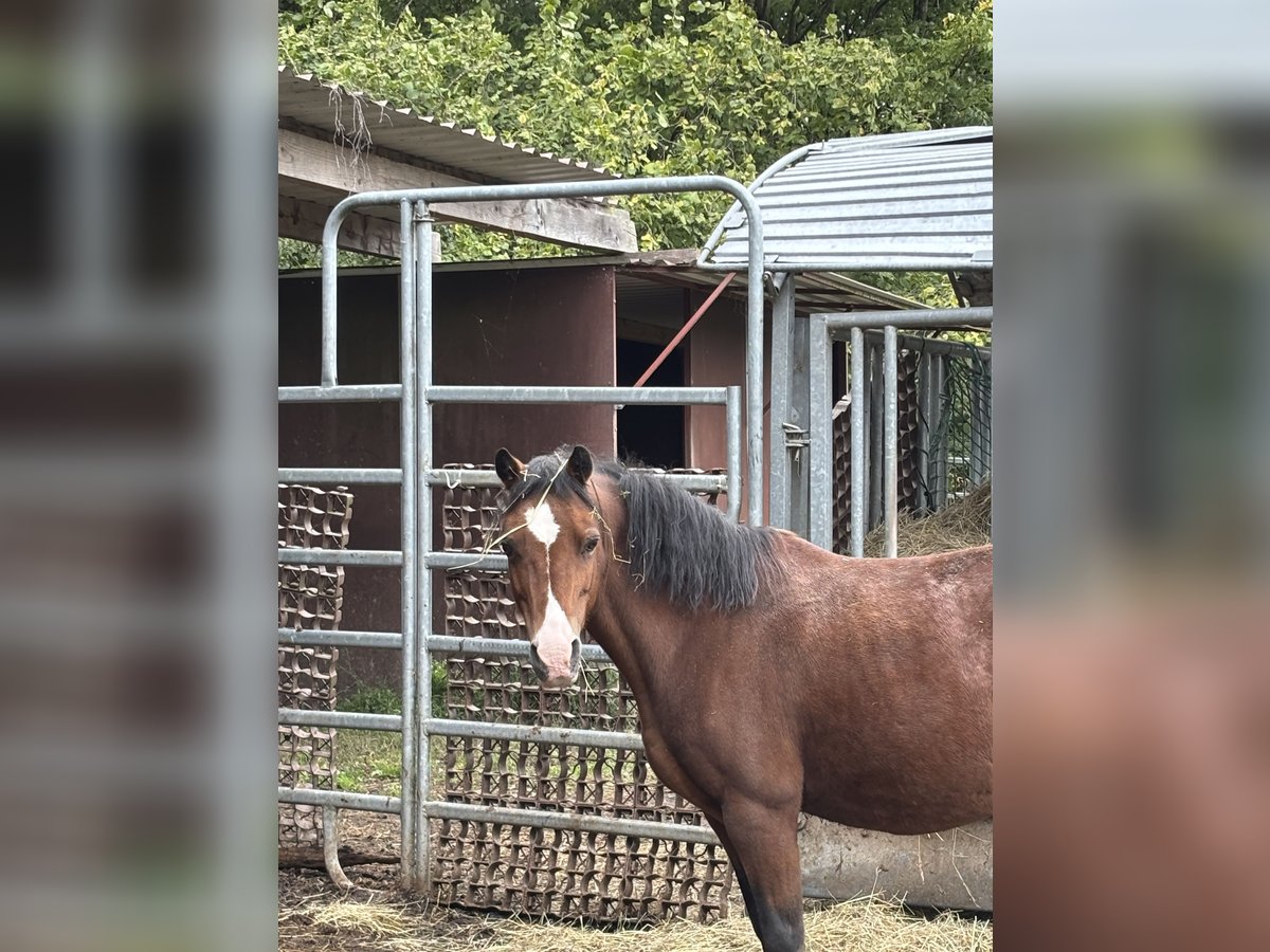 Weitere Ponys/Kleinpferde Wallach 16 Jahre Brauner in Staufenberg