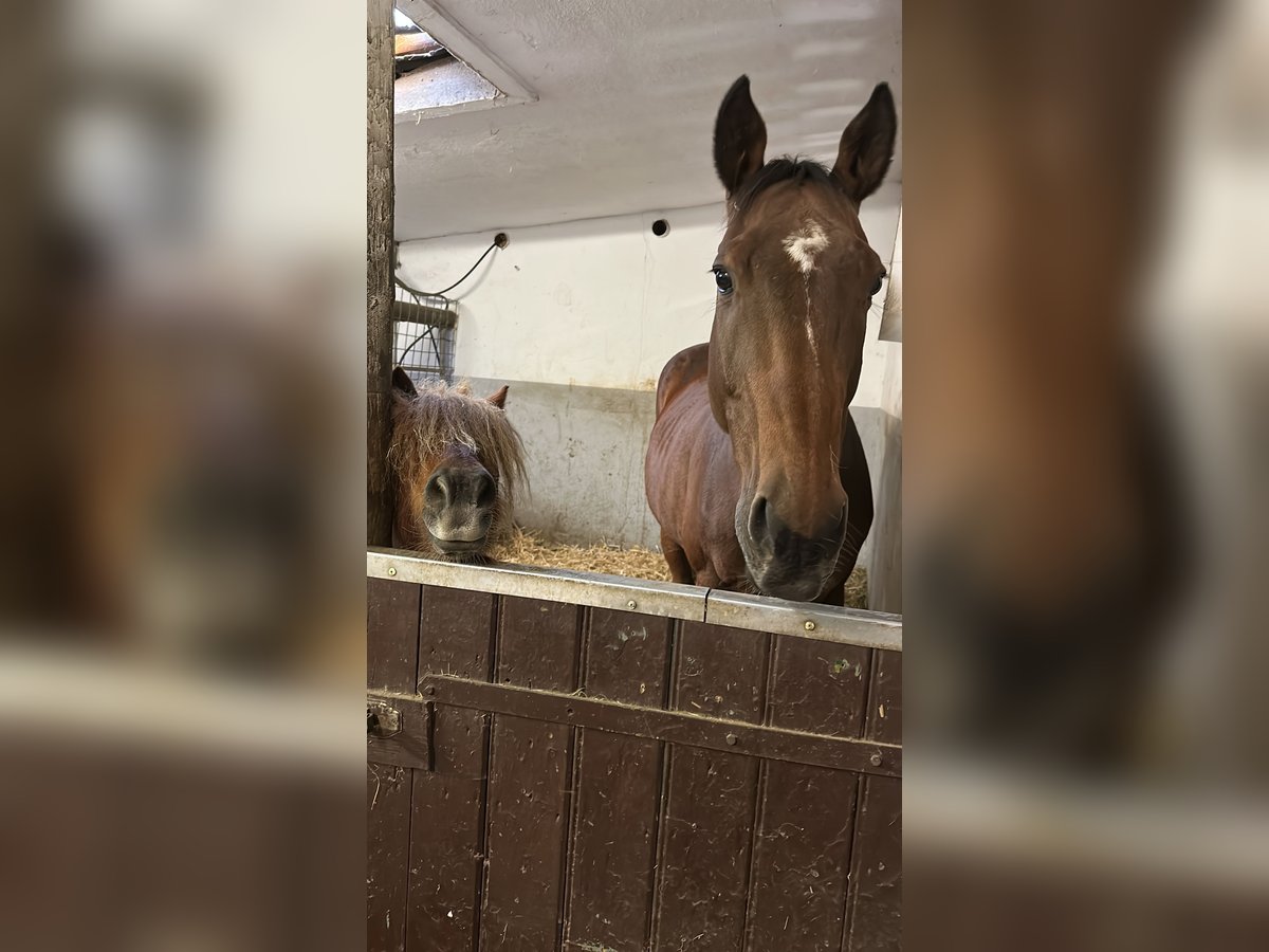 Weitere Ponys/Kleinpferde Wallach 16 Jahre in Alsdorf