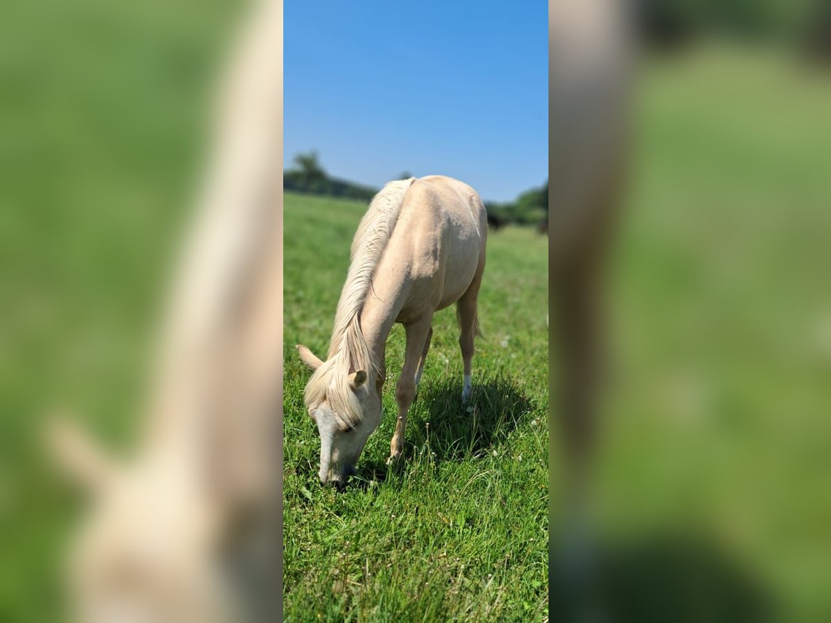 Weitere Ponys/Kleinpferde Wallach 1 Jahr 139 cm Palomino in Weistrach
