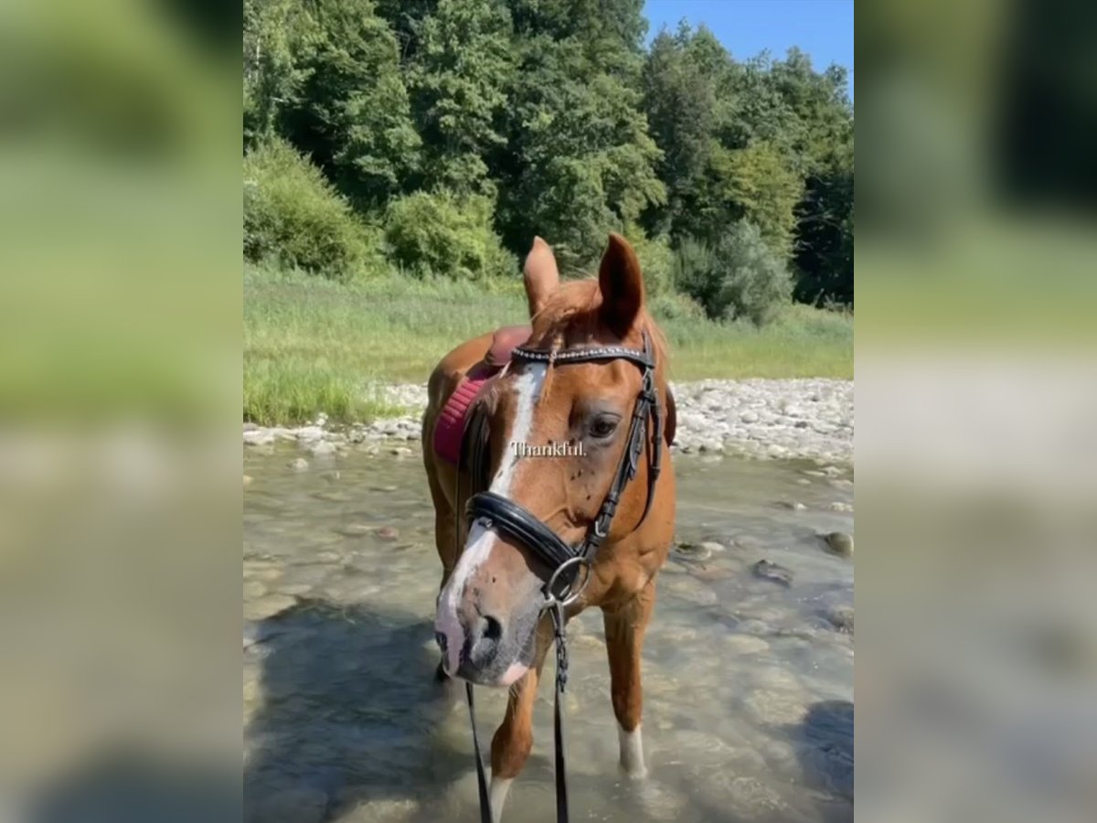 Weitere Ponys/Kleinpferde Wallach 21 Jahre 145 cm Fuchs in Velden