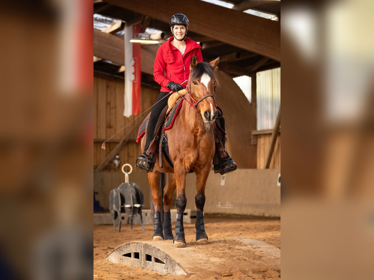 Weitere Ponys/Kleinpferde Mix Wallach 21 Jahre 154 cm Brauner in Ro&#xDF;tal