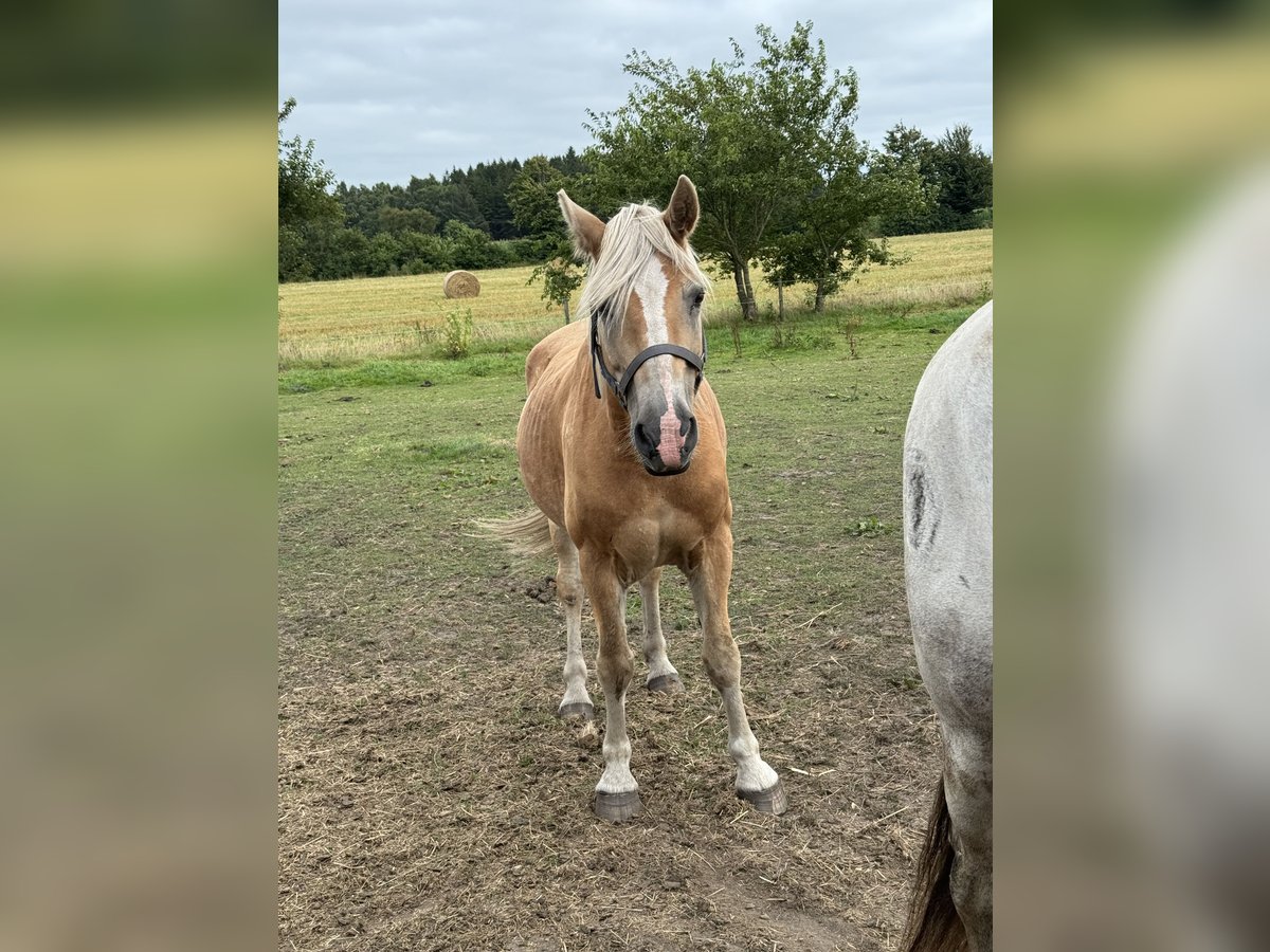 Weitere Ponys/Kleinpferde Wallach 23 Jahre 148 cm Hellbrauner in Norderwöhrden Weitere Ponys/Kleinpferde Wallach 23 Jahre 148 cm Hellbrauner in Norderwöhrden