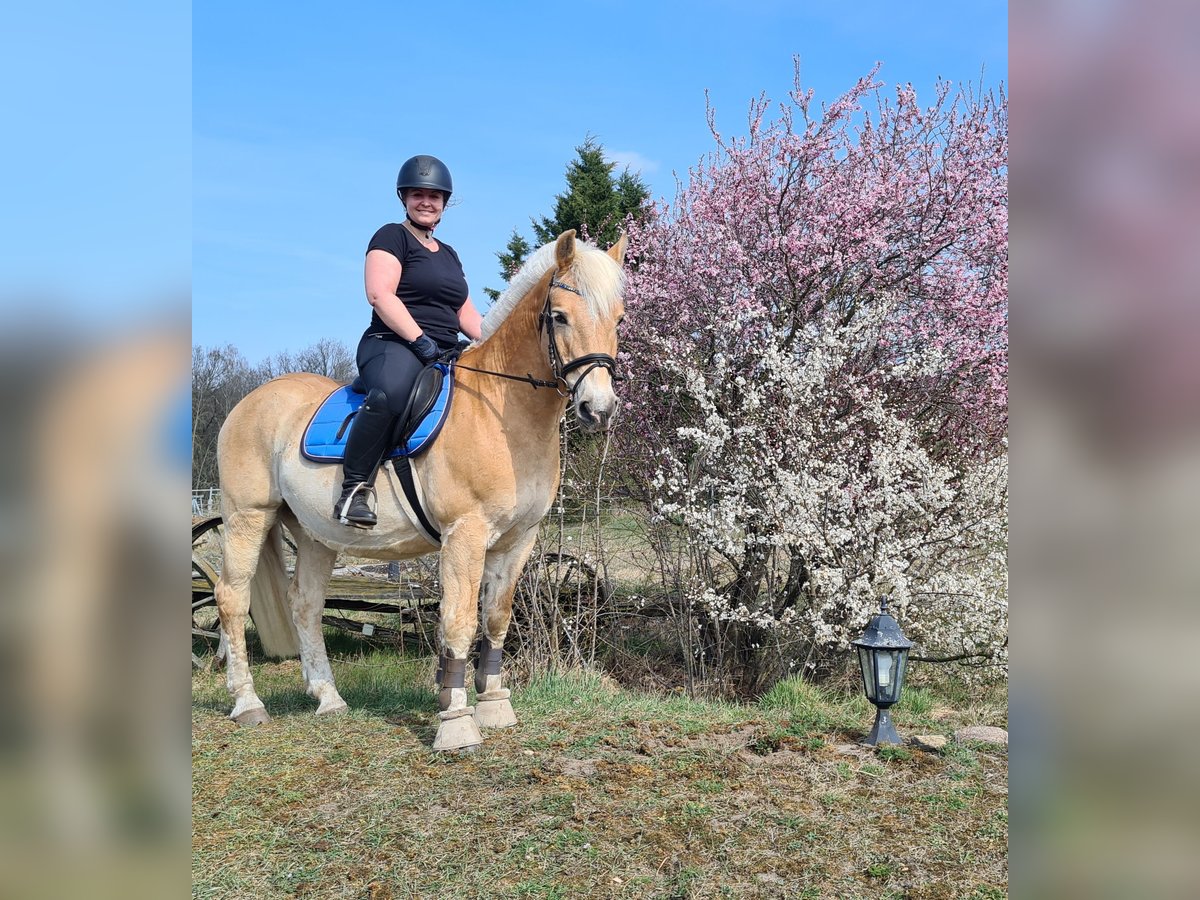 Weitere Ponys/Kleinpferde Wallach 23 Jahre 150 cm Falbe in Nennhausen