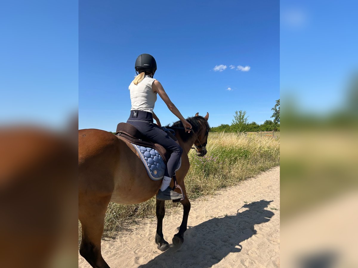 Weitere Ponys/Kleinpferde Mix Wallach 24 Jahre 150 cm Fuchs in Sch&#xF6;nefeld